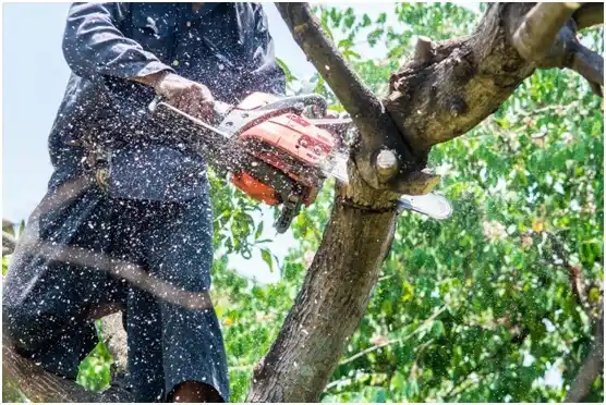 tree services Floris